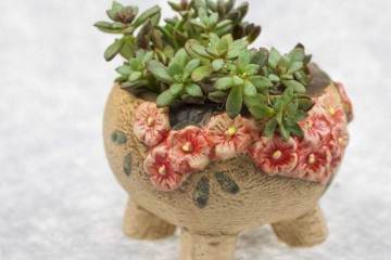 多肉植物早在20世纪50年底啊 就已经引入我国市场