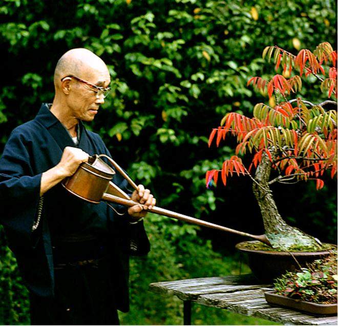 促进美国盆景更大的升值空间