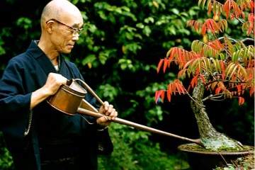 促进美国盆景更大的升值空间