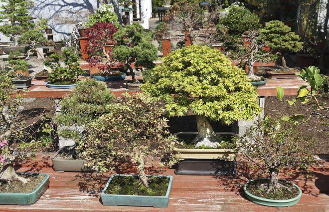 春天美在国际盆景植物园