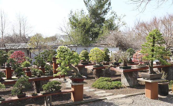 春天美在国际盆景植物园