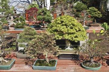 春天美在国际盆景植物园