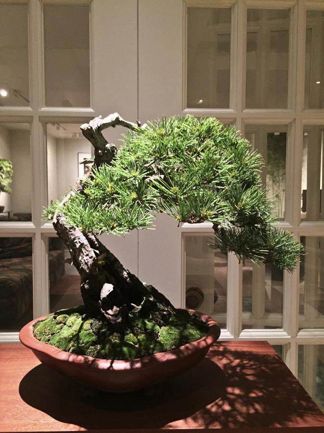 非洲,海洋艺术和古典盆景在纽约展出