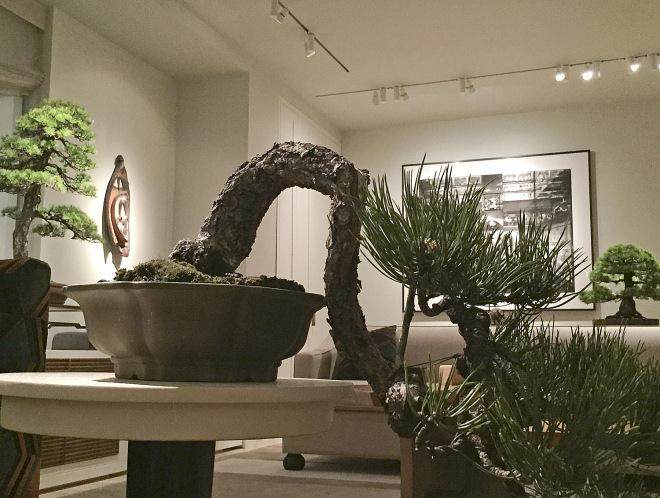 非洲,海洋艺术和古典盆景在纽约展出