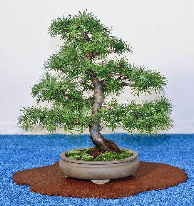 我们当地的盆景展将于下周末在纽约州举办