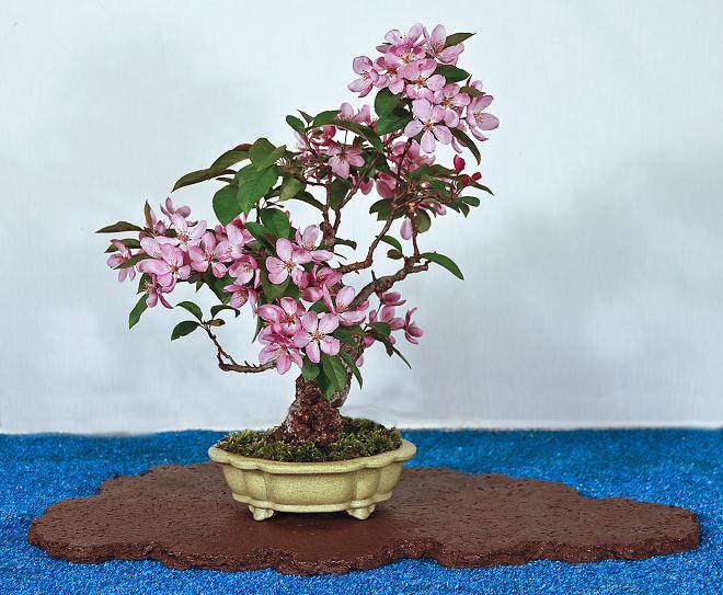 我们当地的盆景展将于下周末在纽约州举办