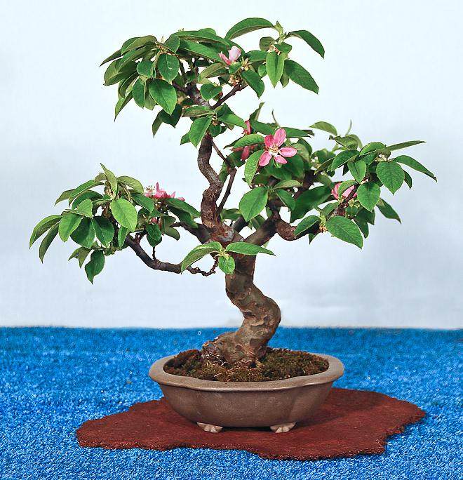 我们当地的盆景展将于下周末在纽约州举办