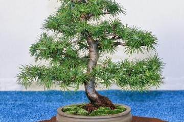 我们当地的盆景展将于下周末在纽约州举办