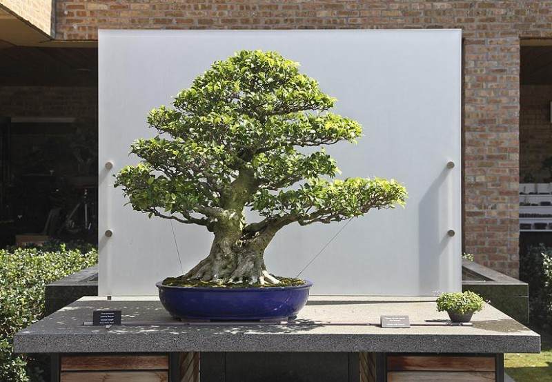 芝加哥植物园拥有世界级的盆景系列