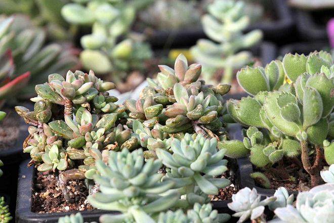 二十种多肉植物在昆明地区露地栽评价