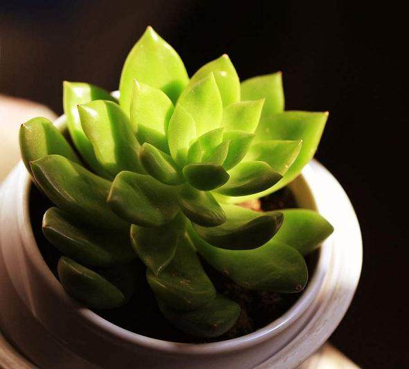 本研究最终的目的是多肉植物的景观开发利用