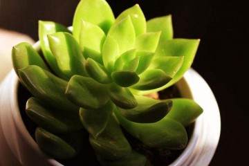 本研究最终的目的是多肉植物的景观开发利用