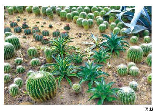 广西南宁龙舌兰科多肉植物栽培应用