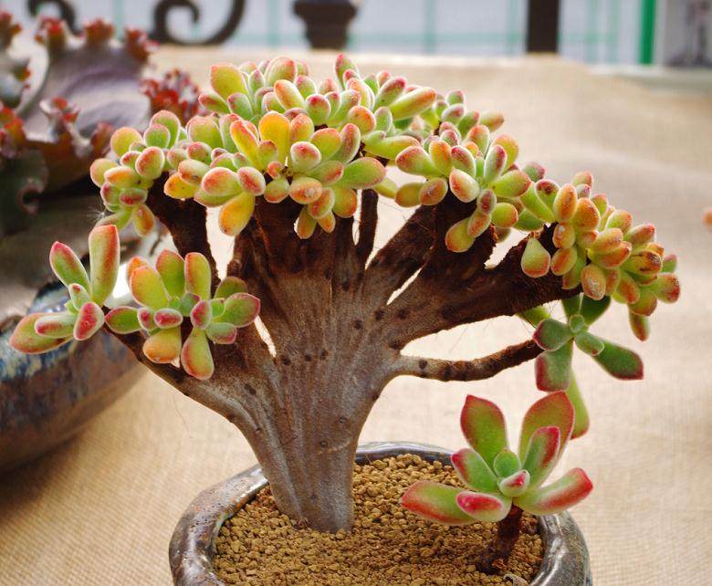 花月为景天科青锁龙属多肉植物 植株多分枝