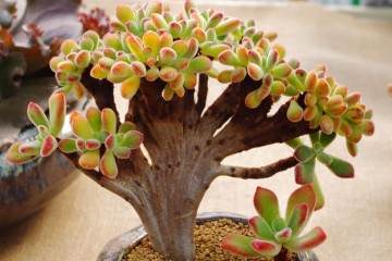 花月为景天科青锁龙属多肉植物 植株多分枝