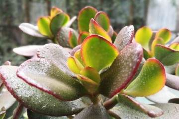 花月多肉怎么养护与繁殖 图片