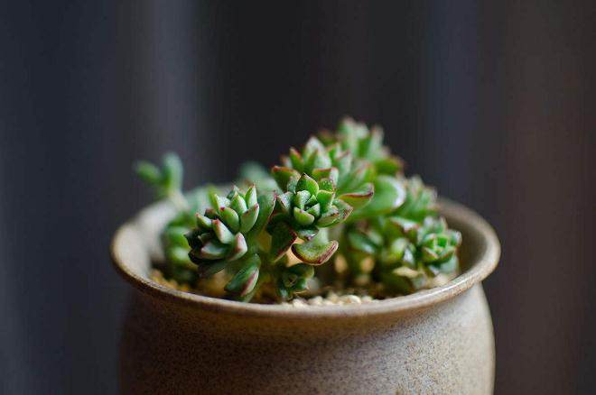 吉娃莲多肉的养护与管理 图片