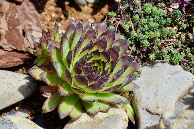 吉娃莲多肉的养护与管理 图片