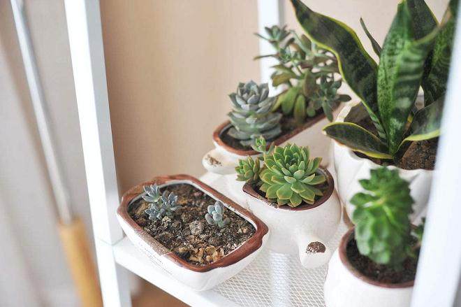 吉娃莲多肉的养护与管理