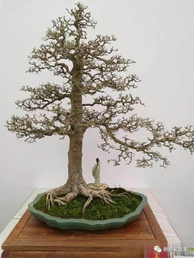 桩盆景的四大提根手法,简单易学,值得收藏!