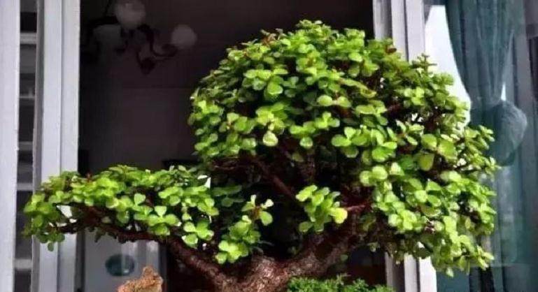 嫁接后马齿苋树盆景的养护