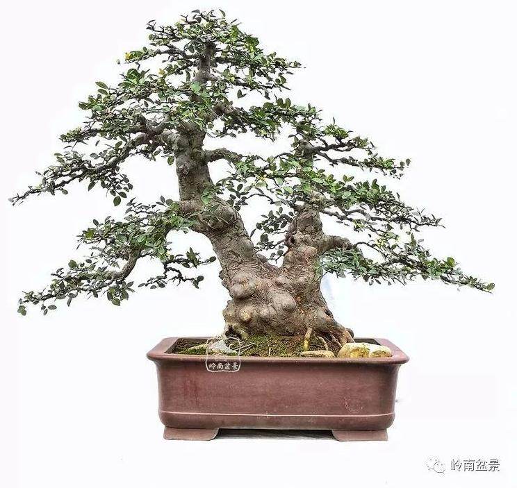 我自爱上盆景艺术 强身健体 心手双畅