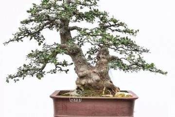 我自爱上盆景艺术 强身健体 心手双畅