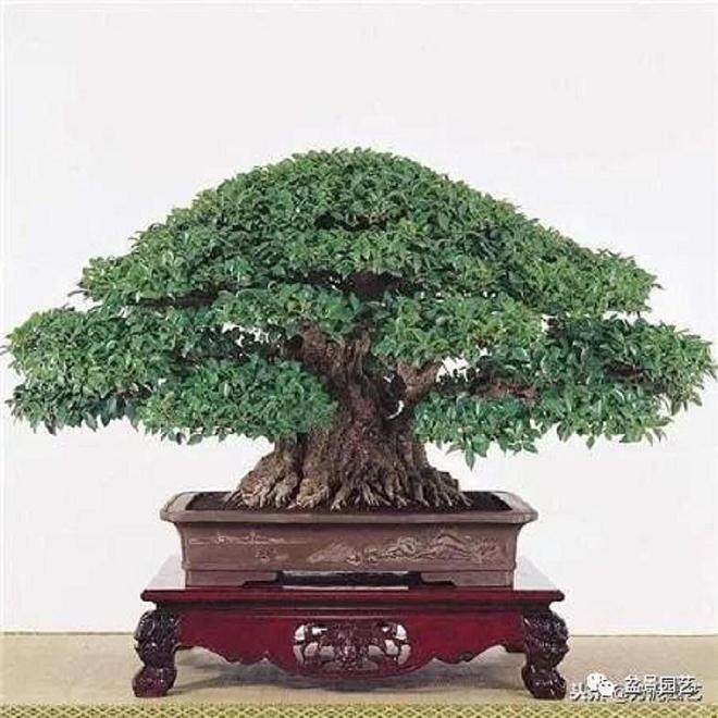 榕树盆景翻盆的时间选择和根须处理