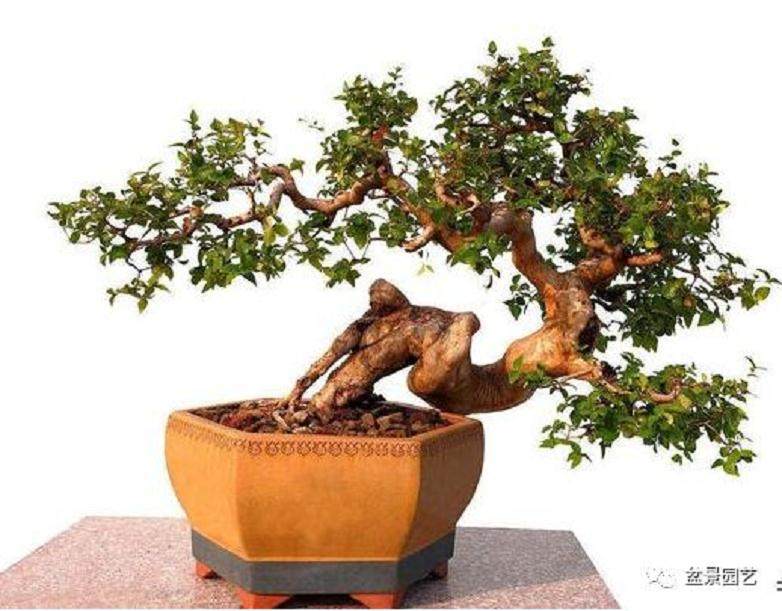 树投资1000,盆花10000 如何给盆景配盆划算?