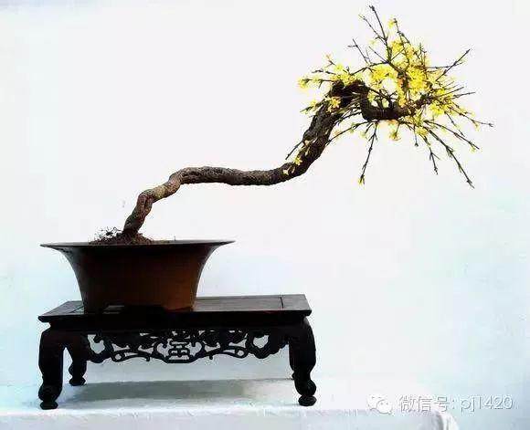 迎春花盆景的制作与养护