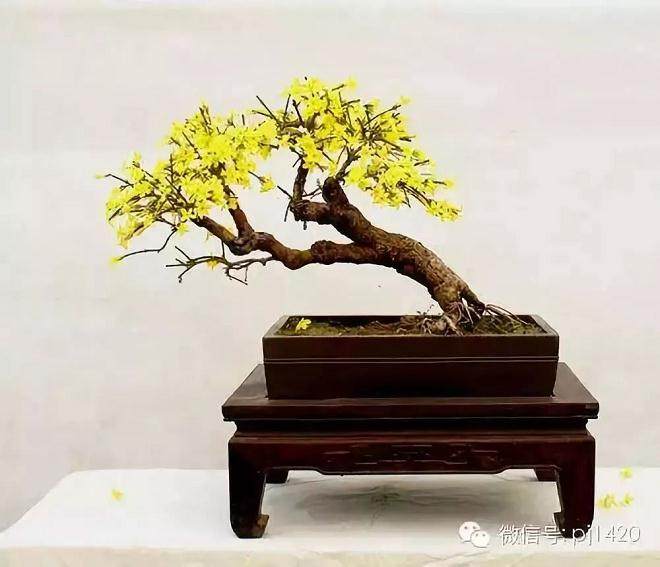 迎春花盆景的制作与养护