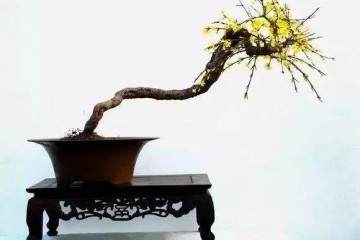 迎春花盆景在春季发芽前的上盆养护