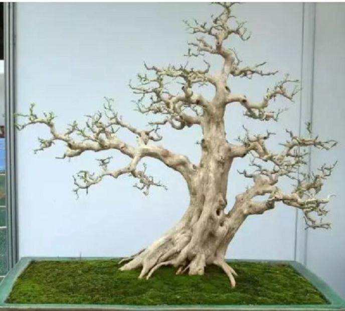 树桩盆景按照标准设计,值过上万!