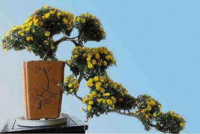 菊花盆景的修剪过程注意事项分享