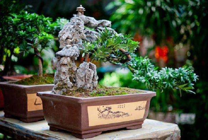 中国盆景的构图法与制作法
