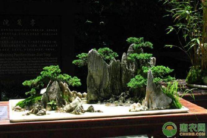 中国盆景的构图法与制作法