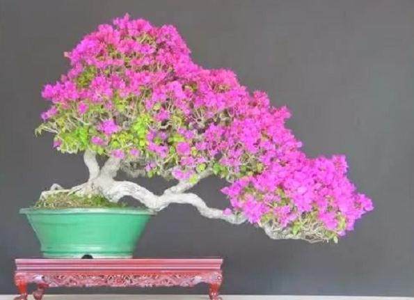 浅谈三角梅盆景萌芽后怎么水肥管理