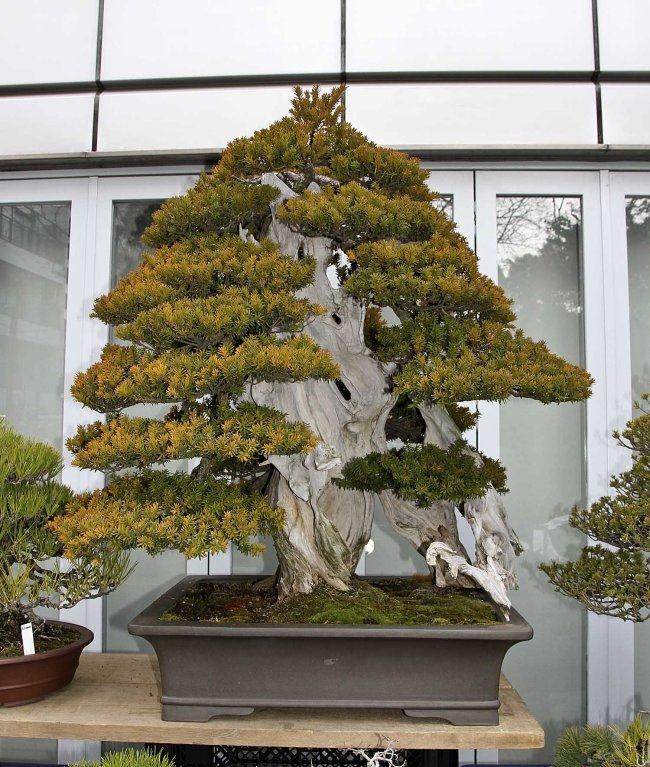 日本盆景合作社是艺术家和种植者的专业组织