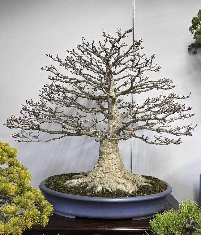 日本盆景合作社是艺术家和种植者的专业组织