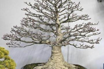 日本盆景合作社是艺术家和种植者的专业组织