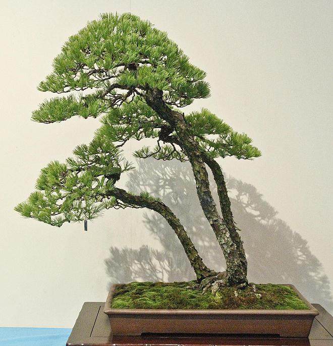 2014年第88届国府盆景展 - 第2部分