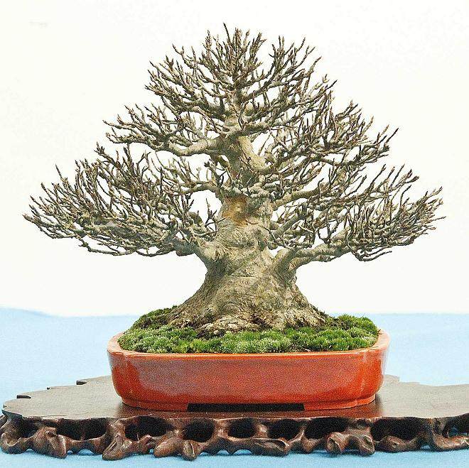 2014年第88届国府盆景展 - 第2部分