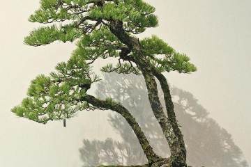 2014年第88届国府盆景展 - 第2部分