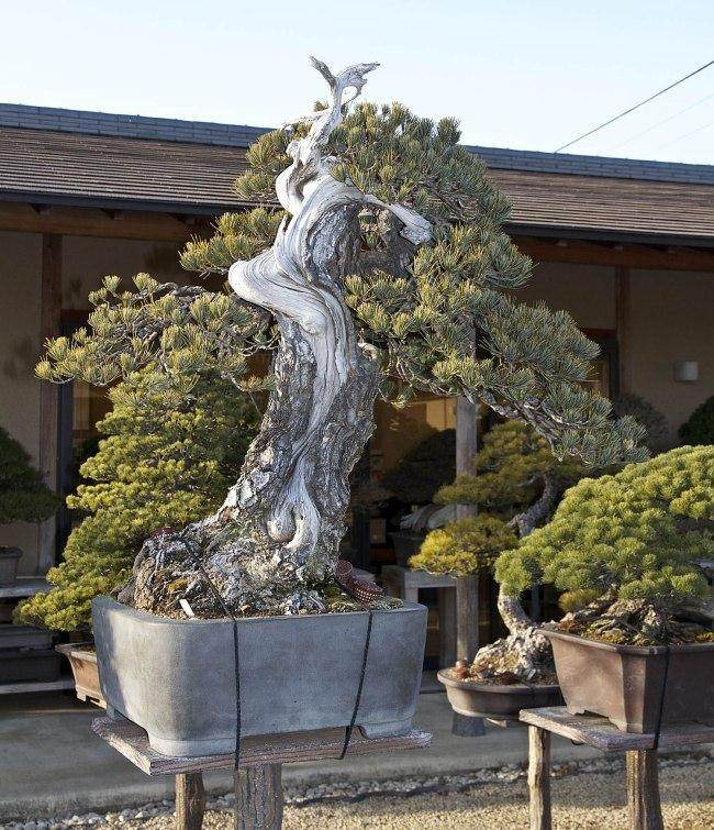 我们访问木村先生的大宫盆景村