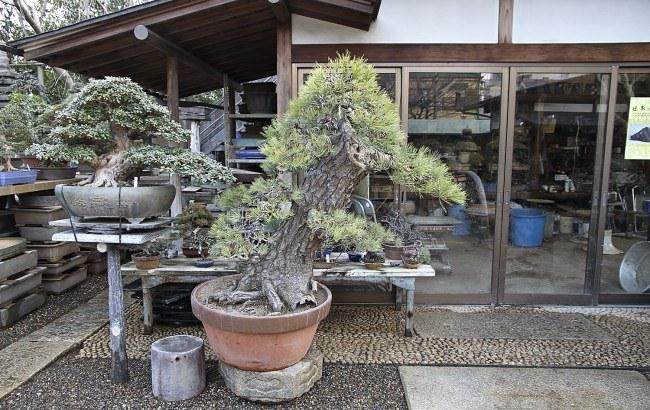日本东京江户川地区的小林邦夫盆景博物馆