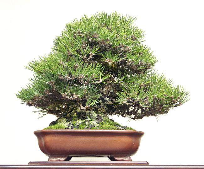 2014年第88届日本国府盆景展 - 第1部分