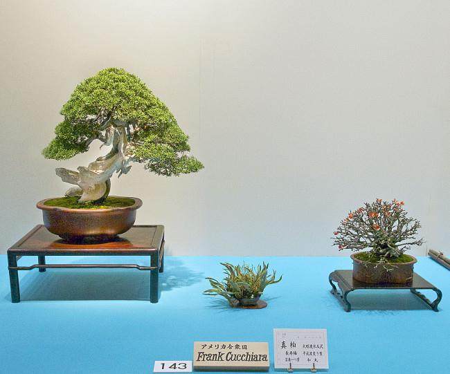 2014年第88届日本国府盆景展 - 第1部分