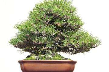 2014年第88届日本国府盆景展 - 第1部分