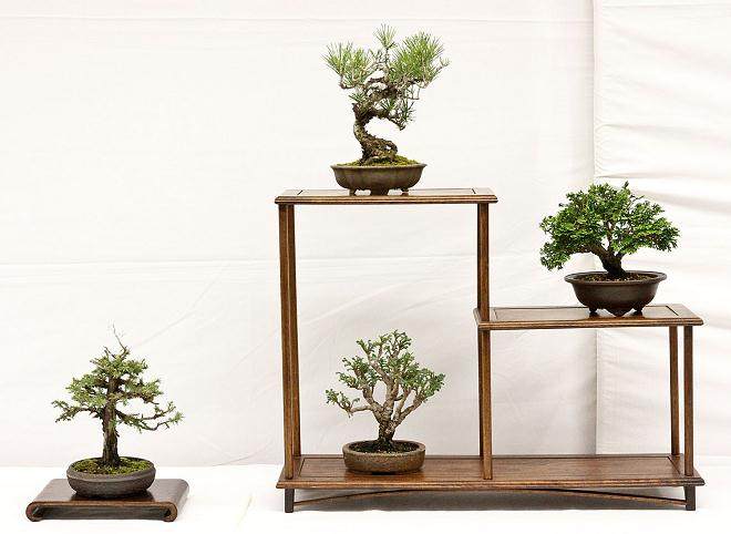 第14届美国加利福尼亚小品盆景研讨会