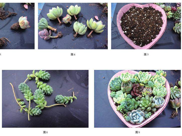 来,咱们组盆多肉植物吧